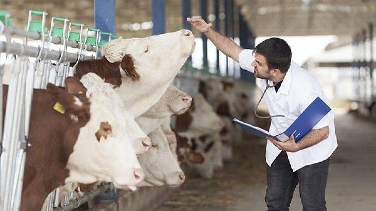  Kontrol altına alındı  denilen şap hastalığı yeniden patladı